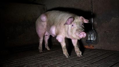 Bild: -/NGO Arge/dpa
Die spanische Nichtregierungsorganisation Arge hat grausige Fotos aus einem Schweinemastbetrieb in der Provinz Teruel veröffentlicht und Anzeige gegen die Verantwortlichen erstattet.