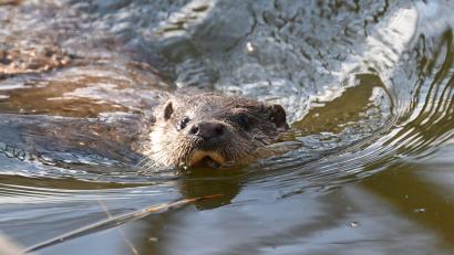 Bild: Bernd Weißbrod/dpa
Kleines Tier - große Aufregung: Fischotter sorgen für Streit.