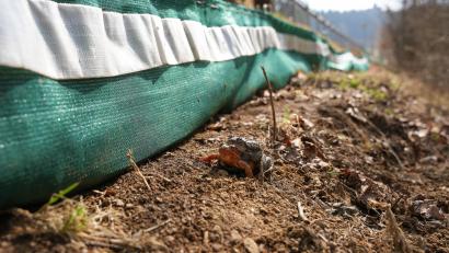 Archivbild: Theresa Bruischütz
Eine Kontrollle der Amphibienzäune entlang der Kreisstraße AM 1 zwischen Fuchsstein und Speckmannshof hat Folgen. Die Polizei ermittelt wegen eines möglichen Verstoßes gegen das Bundesnaturschutzgesetz.