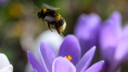 Bild: Hendrik Schmidt/dpa
Bei der Hummel-Challenge kann jeder mitmachen (Foto Archiv).