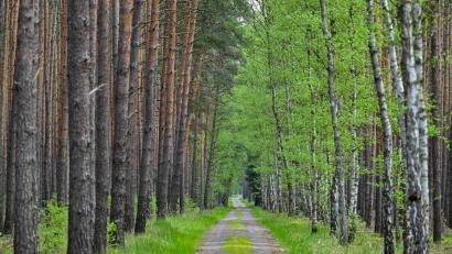 Bild: Patrick Pleul/dpa
Wo Kiefern auf Birken treffen: Diese Allee verläuft im Wald bei Jacobsdorf in Brandenburg. (Archivfoto)