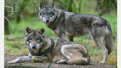 Bild: Patrick Pleul/dpa
Wölfe - anfangs freuten sich viele Menschen in Deutschland über die Rückkehr der Tiere - inzwischen sind sie zu einem Politikum geworden. Mit der wachsenden Zahl von Wölfen ist auch eine wachsende Zahl an illegalen Tötungen zu verzeichnen. (Illustration)