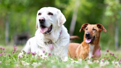 Symbolbild: Jenny Strurm – stock.adobe.com
Wer sich einen Hund anschaffen will, sollte sich für eine Rasse entscheiden, die zum eigenen Leben passt. Beim Welpenkauf sollten auch nicht nur optische Aspekte eine Rolle spielen.
