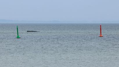 Bild: Ulrich Perrey/dpa
Gegen eine mögliche Tötung des Wals, um ihn von seinen Leiden zu erlösen, spricht laut Expertin einiges.