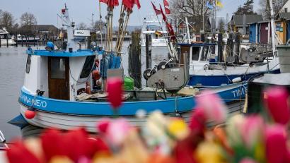 Bild: Ulrich Perrey/dpa
Fischerboote liegen im Hafen von Niendorf an der Ostsee.
