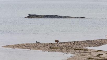 Bild: Ulrich Perrey/dpa
Auch am Dienstag lag der Wal auf der Sandbank vor Niendorf.