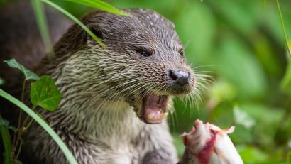 Symbolbild: Christophe Gateau/dpa
Der juristische Streit um die Fischotter hat nun die nächste Runde eingeschlagen, Vertreter aus der Teichwirtschaft reagieren mit Unverständnis.