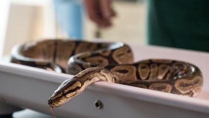 Symbolbild:  Ingo Wagner/dpa
Ein Schlangenzüchter aus dem Fichtelgebirge hat über 50 Königspytons in Schubladen gehalten. Der ungewöhnliche Fall beschäftigt die Justiz mehrere Jahre.