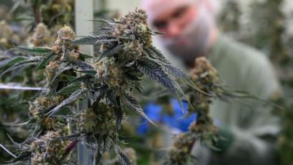 Bild: Hendrik Schmidt/dpa
Seit 2017 kann medizinisches Cannabis in Deutschland legal verschrieben werden. (Symbolbild)