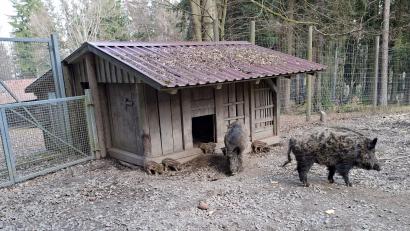 Bild: Karl Ziegler
Einige der Frischlinge halten sich hier in der Nähe von Bache und Keiler auf.
