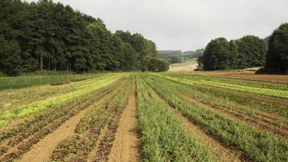 Symbolbild:  Barbara Ströll
So könnte ökologischer Gemüseanbau aussehen, wie ihn der Träger der Öko-Modellregion, Naturparkland Oberpfälzer Wald, anpeilt. Eine Mehrheit im Marktrat Winklarn lehnt eine Beteiligung an dem Projekt aber ab.