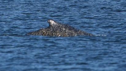 Bild: Marcus Brandt/dpa
Der Buckelwal war in der Nacht zum Freitag vor Timmendorfer Strand freigekommen. Steckt nun aber wieder fest