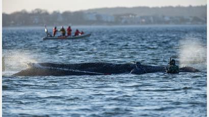 Bild: Ulrich Perrey/dpa
Das Schicksal des Wals wird auch international verfolgt.