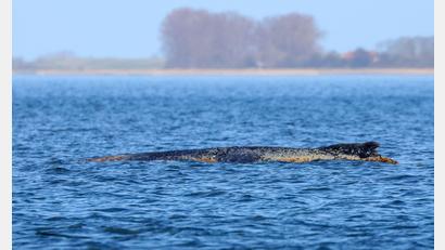 Bild: Bodo Marks/dpa
Der Buckelwal braucht Ruhe.