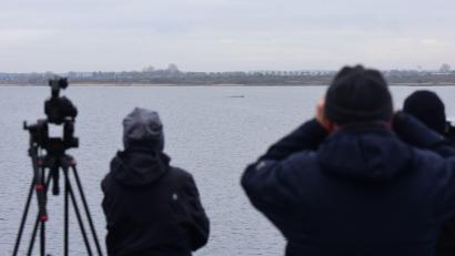 Bild: Daniel Bockwoldt/dpa
Der Walt liegt nur wenige Hundert Meter vom Festland entfernt.