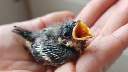 Bild: mma
Ohne Hilfe würde auch dieser Piepmatz sicher verhungern.