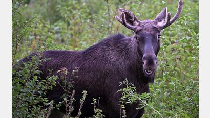 Bild: Helmut Fohringer/APA/dpa
Elch Emil steht zwischen Büschen. Diese Aufnahme wurde im vergangenen September in Österreich gemacht. (Archivbild)