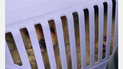 Bild:  Grenzpolizeiinspektion Selb
Drei Zwergspitz-Welpen entdeckte die Grenzpolizeiinspektion Selb in einer Hundetransportbox. Die Dokumente der Tiere waren gefälscht.