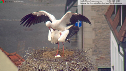Bild: Webcam Stadt Weiden
Die Storchen-Webcam lässt keinen Zweifel zu: Das Storchenpaar in Weiden erwartet dreifachen Nachwuchs – und turtelt wie am ersten Tag.