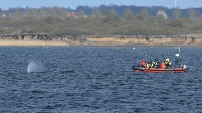 Bild: Stefan Sauer/dpa
Der Buckelwal wurde nach dem Abtauchen wieder vor Wismar gesichtet.
