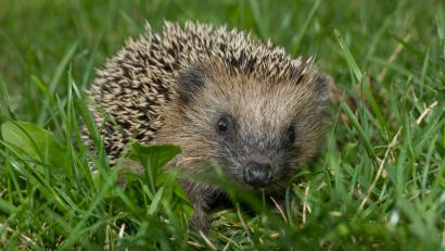 Symbolbild: SKatzenberger –  stock.adobe.com
Wer einen Igel im heimischen Garten hat, darf sich glücklich schätzen. Die Tiere sind selten geworden.