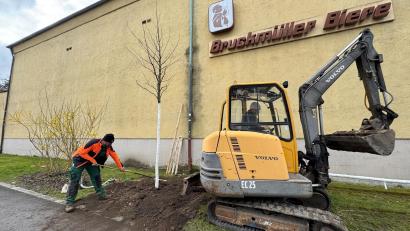 Bild: Heike Unger
Ersatz für drei gefällte Ahorne und eine Antwort auf den Klimawandel: An der Mühlgasse in der Amberger Altstadt sind am Dienstag zwei Amberbäume gepflanzt worden.