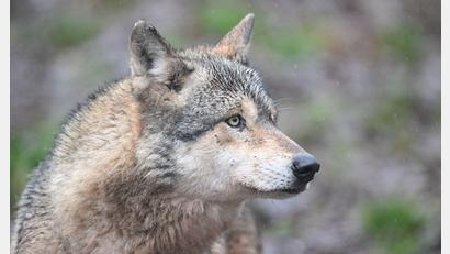 Bild: Bernd Weißbrod/dpa
Ein Wolf verletzt eine Frau in der Einkaufsmeile Große Bergstraße. (Symbolbild)