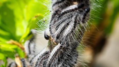 Bild: Soeren Stache/dpa
Deutschlandweit werden Maßnahmen gegen den Eichenprozessionsspinner ergriffen. (Archivbild)