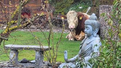 Bild: -/Polizeiinspektion Ansbach/dpa
Der ausgebüxte Jungbulle machte es sich im Garten eines Einfamilienhauses bequem.