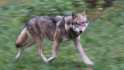Bild: Carsten Rehder/dpa
Laut Polizei hat der Wolf eine Frau gebissen und verletzt. (Symbolbild)