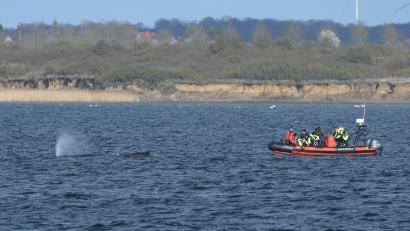 Bild: Stefan Sauer/dpa
Buckelwal wurde erneut gesichtet.