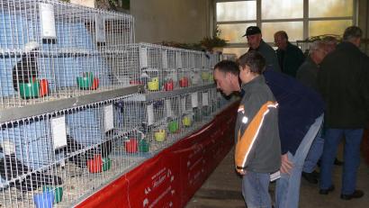 Bild: hdk
Unvergessen sind die Ossinger-Schauen des Kleintierzuchtvereins Königstein. Jetzt hat sich der Verein nach 35 Jahren aufgelöst.