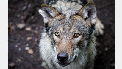 Bild: Christian Charisius/dpa
Vor dem Angriff auf eine Frau in Hamburg-Altona streifte der Wolf durch den Westen Hamburgs. (Symbolbild)