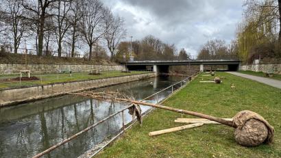 Bild: Heike Unger
Am rechten Vilsufer unterhalb des Englischen Gartens in Amberg, liegen vier Mammutbäume parat, gegenüber sind schon vier Exemplare eingepflanzt: Diese Baumart ist neu in der Stadt.