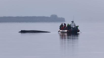 Bild: Marcus Golejewski/dpa
Immer wieder hatten sich Meeresschützer ein Bild vom Zustand des Wals gemacht.
