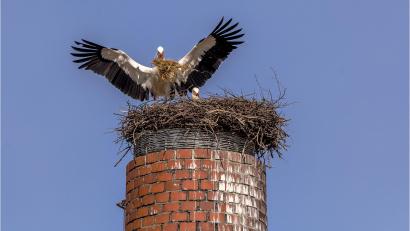 Bild: Xaver Klaußner
Das Storchenpaar poliert mit Elan und Ehrgeiz seine Sommerresidenz in Waldershof auf.