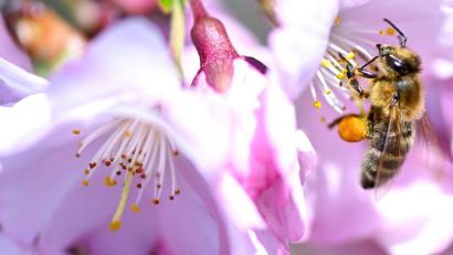 Bild: Sven Hoppe/dpa
„Die geheimnisvolle Welt der Bienen“ gibt es jetzt im Programm von Disney+ zu sehen. Hier sammelt eine Biene in einer Kirschblüte in München Pollen. (Archivbild)