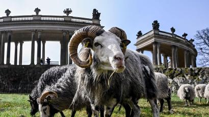 Bild: Jens Kalaene/dpa
Insgesamt 35 Schafe weiden im Park Sanssouci derzeit auf der Wiese am Rossbrunnen und helfen bis November bei der ökologischen Wiesenpflege von 15 Hektar Grasfläche.
