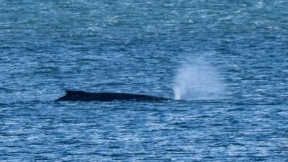 Bild: Stefan Sauer/dpa
Der Buckelwal lag zuletzt vor der Insel Poel. (Archivbild)