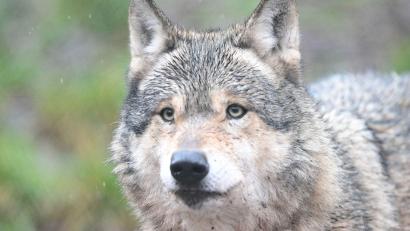 Bild: Bernd Weißbrod/dpa
Nachdem ein Wolf eine Frau in Hamburg verletzt hat, ist noch unklar, was mit dem Tier passieren wird. (Symbolbild)