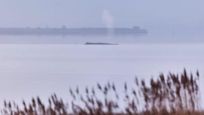 Bild: Marcus Golejewski/dpa
Der Buckelwal soll nun in Ruhe gelassen werden.