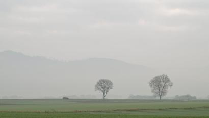 Symbolbild: Uwe Anspach/dpa
Markante Bäume prägen ein Landschaftsbild und fehlen, wenn sie nicht mehr da sind. Im Landkreis Amberg-Sulzbach wurde im März auf einem Privatgrundstück eine große Linde gefällt. Eine Leserin monierte den Zeitpunkt und wollte wissen, ob dieses Vorgehen rechtens war.