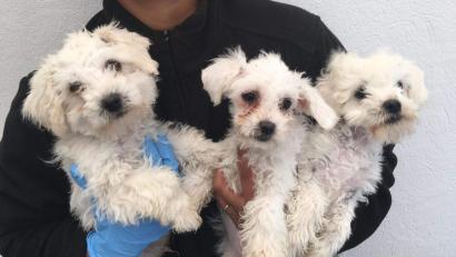 Symbolbild: Rspca/dpa
In Weiden mussten Hundewelpen in Quarantäne, und das Frauchen muss dafür zahlen. Das Bild zeigt nicht die tatsächlichen Hundewelpen, es dient nur zur Illustration.