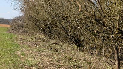 Bild: Hermann Dotzler
Schlehen- und Wildpflaumenhecken nahe Gebenbach wurden gestutzt. Laut Leserbrief wohl "mit einem großen Heckenschneidewerkzeug abrasiert."