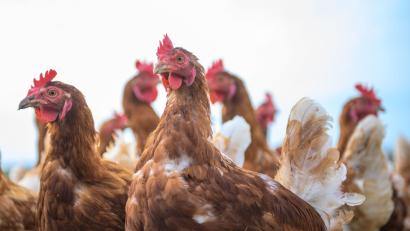 Bild: Klaus-Dietmar Gabbert/dpa
Einer Studie zufolge profitieren Hühner von menschlichen Berührungen. (Symbolbild)