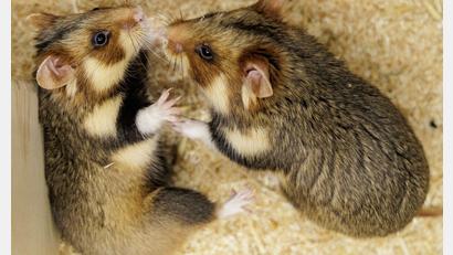 Bild: David Ebener/dpa
Geht das gut? Ein paarungsbereites Weibchen und ein ausgewähltes Männchen sollen für Feldhamster-Nachwuchs sorgen.