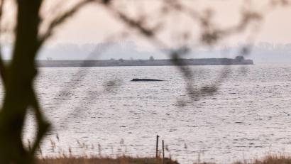 Bild: Marcus Golejewski/dpa
Die Wasserschutzpolizei kann keine Veränderung des Zustands des Wales beobachten (Archivbild).