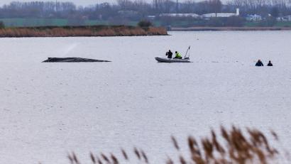 Bild: Marcus Golejewski/dpa
Um die Austrocknung der Haut zu verhindern, befeuchtet die Feuerwehr den Wal.