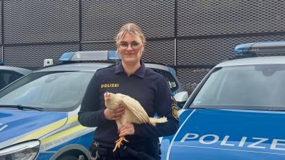 Bild: PI Regensburg Süd/ba
Die Polizei konnte sechs lebende Hühner wieder ihrem Besitzer übergeben.