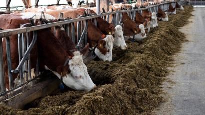 Bild: Daniel Vogl/dpa
Die Kühe leben in einem Offenfrontstall.